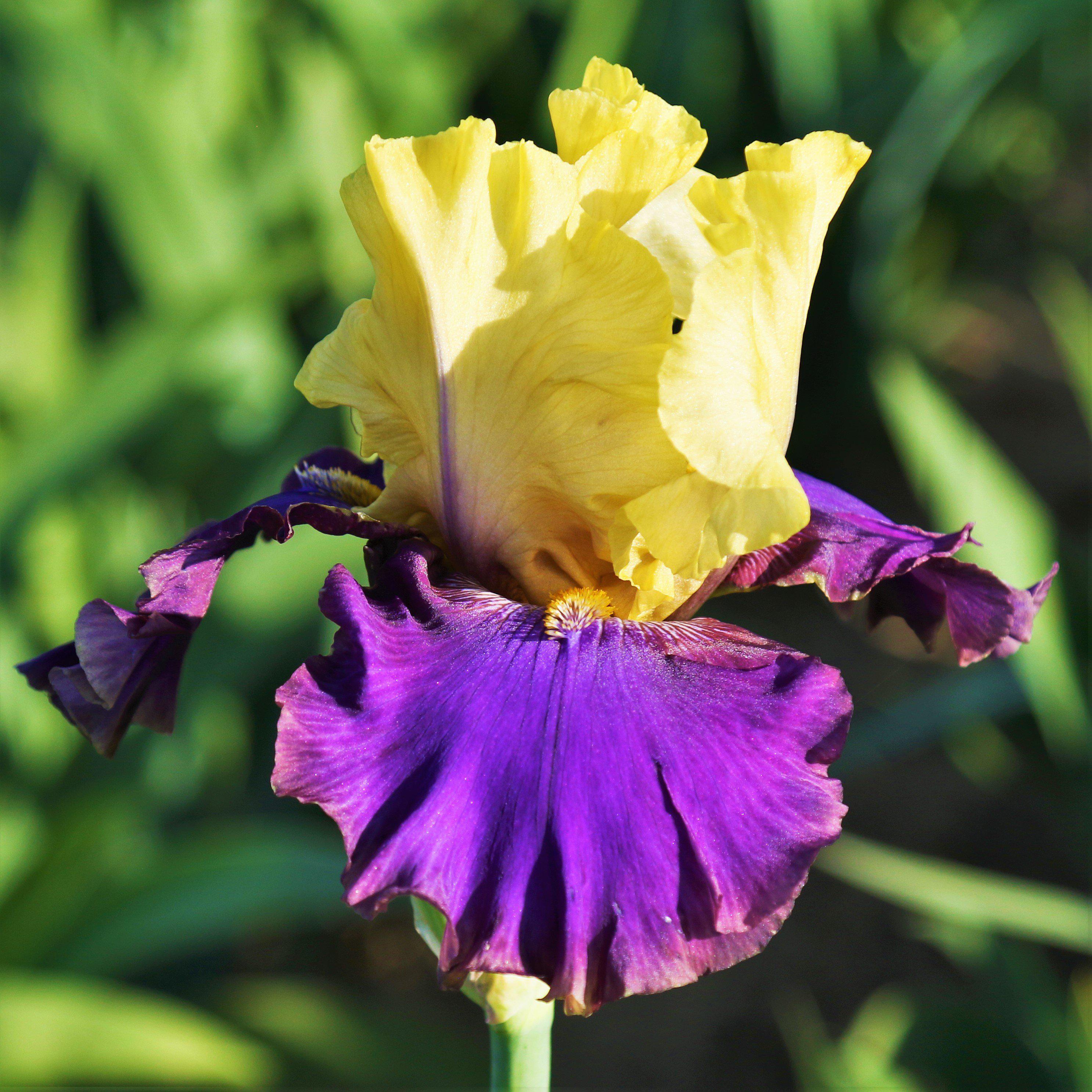 Iris germanica Yellow Lila
